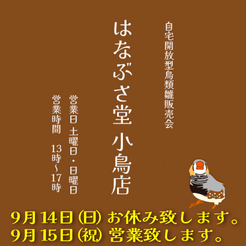 イベントポップ