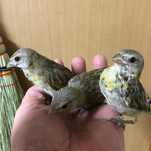 キンノジコのヒナ