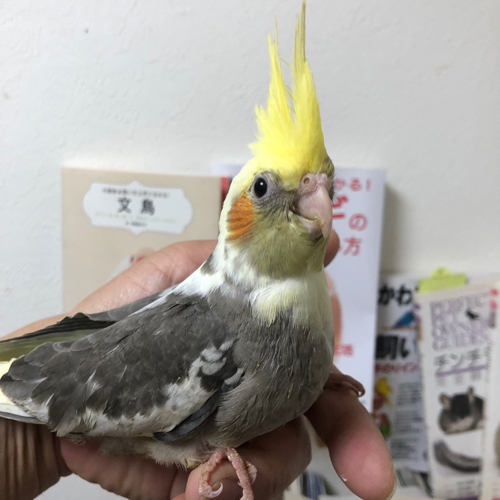 オカメインコのヒナ