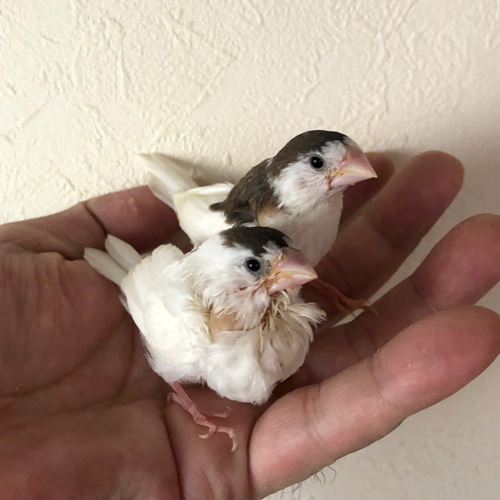 文鳥のヒナ