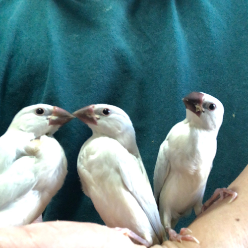 文鳥のヒナ