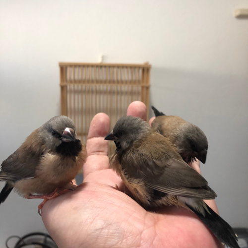 シュバシキンセイチョウのヒナ