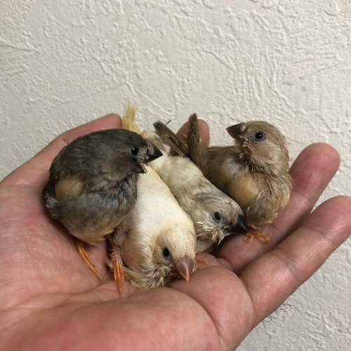 キンカチョウのヒナ