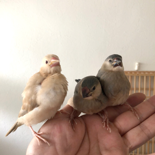 文鳥のヒナ