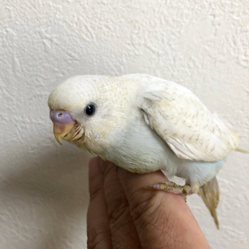 インコのヒナ