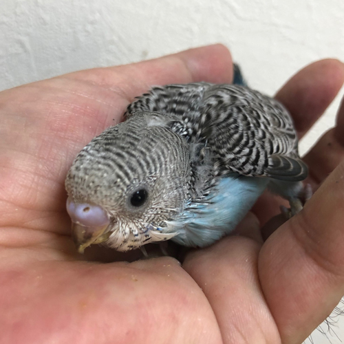 インコのヒナ