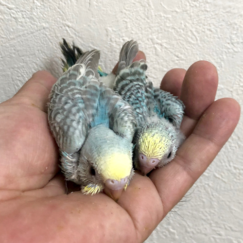 インコのヒナ
