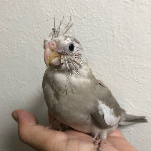 オカメインコのヒナ