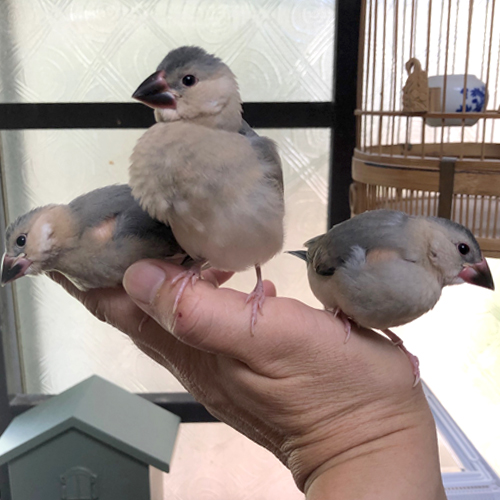 文鳥のヒナ