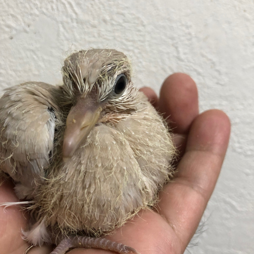 ハトのヒナ