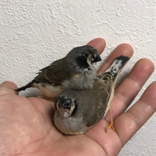 ハトのヒナ