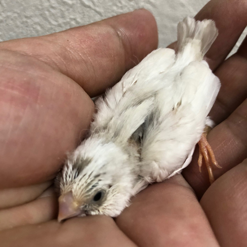ハトのヒナ