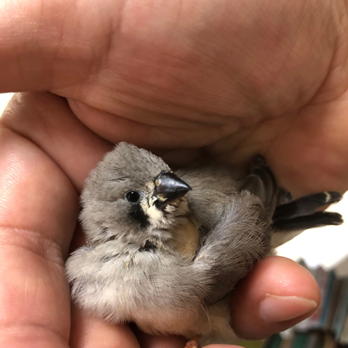 キンカチョウのヒナ