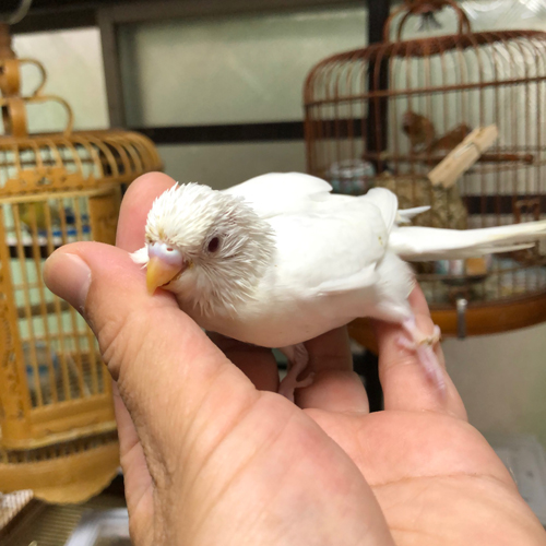 セキセイのヒナ
