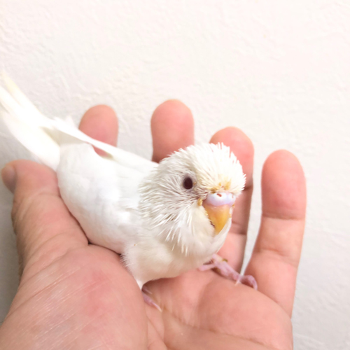 セキセイインコのヒナ