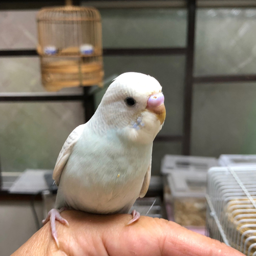 セキセイインコのヒナ