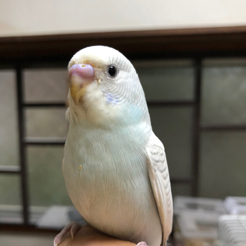 チャボ