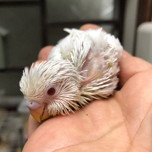 セキセイインコのヒナ