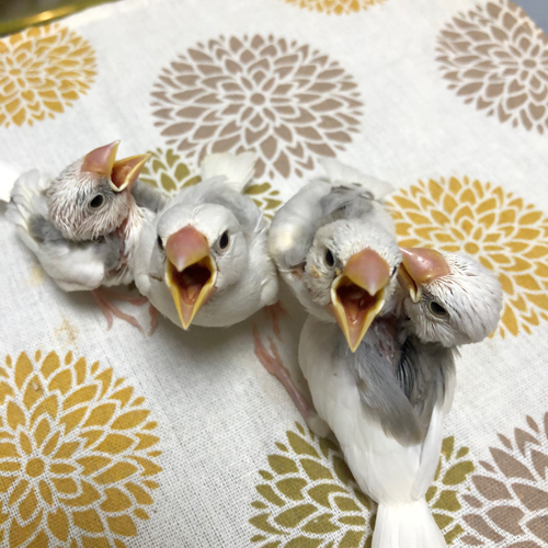 文鳥のヒナ