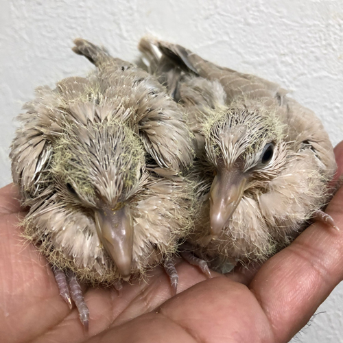 ハトのヒナ