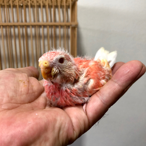 アキクサインコのヒナ