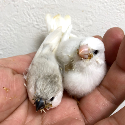 キンカチョウのヒナ