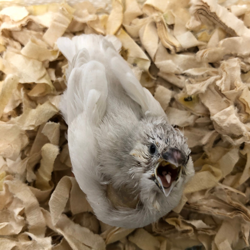 キンカチョウのヒナ