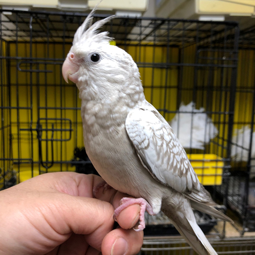 手乗りインコ