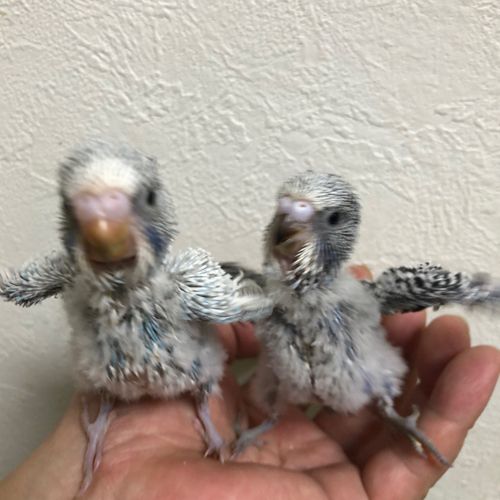 ジャンボセキセイインコのヒナ