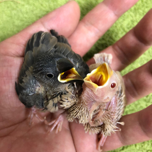 文鳥のヒナ