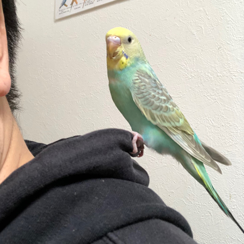 手乗りインコ
