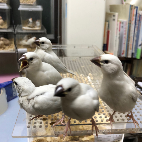 文鳥のヒナ
