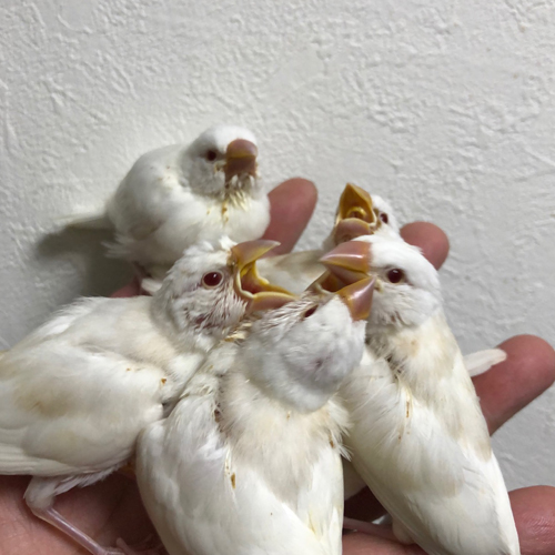 文鳥のヒナ