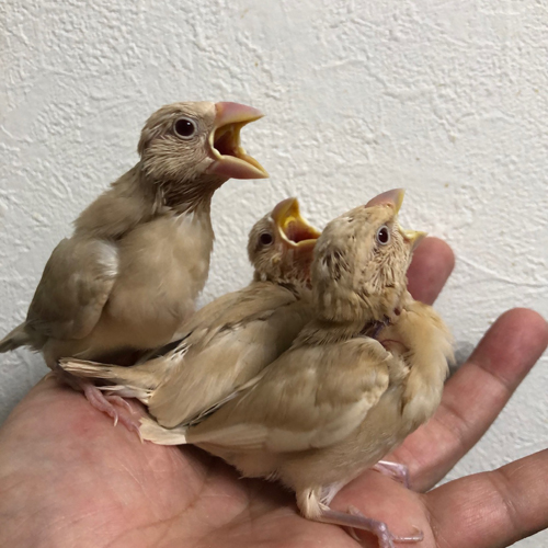 文鳥のヒナ
