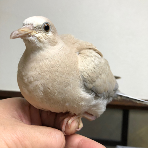 手乗りハト