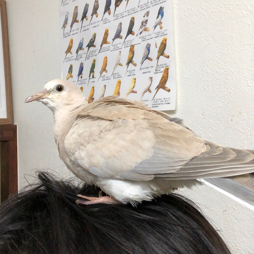 文鳥のヒナ