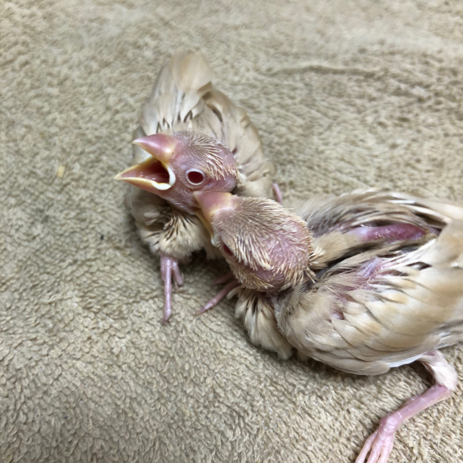 文鳥のヒナ