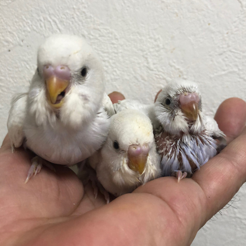 セキセイインコのヒナ