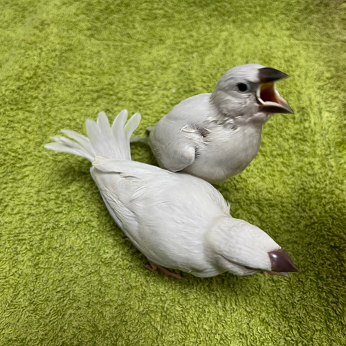 文鳥のヒナ