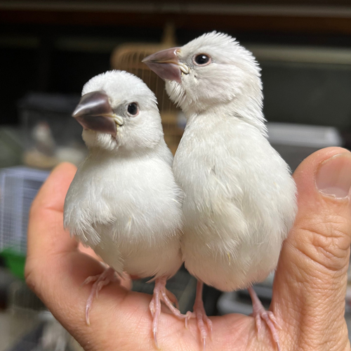 文鳥のヒナ