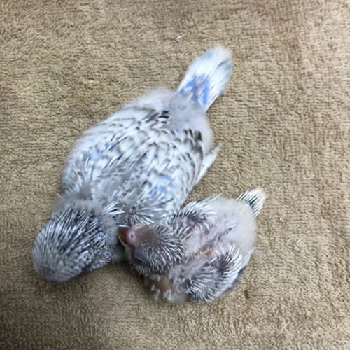 セキセイインコのヒナ