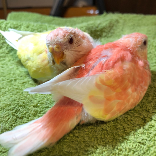 インコのヒナ