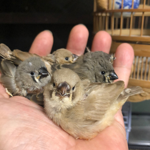 キンカチョウのヒナ