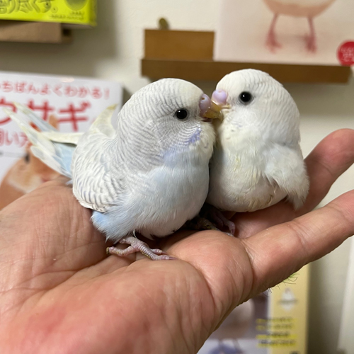 インコのヒナ