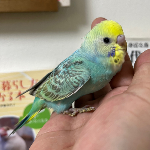 インコのヒナ