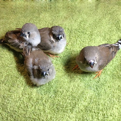 キンカチョウのヒナ