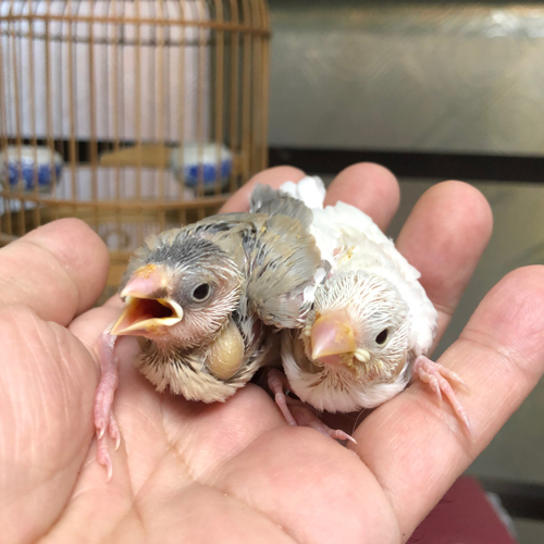 文鳥のヒナ