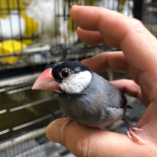 文鳥のヒナ