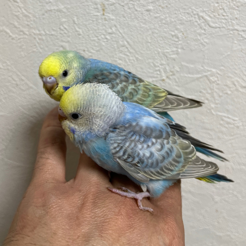 インコのヒナ