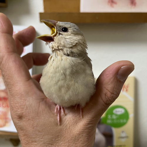 文鳥のヒナ